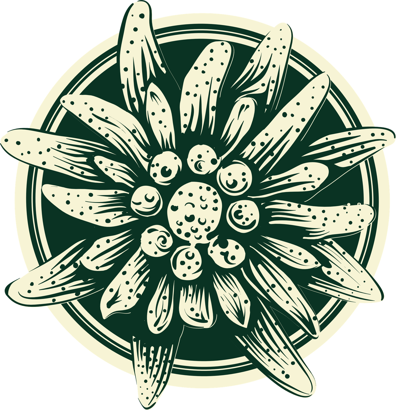 Edelweiss Cajica